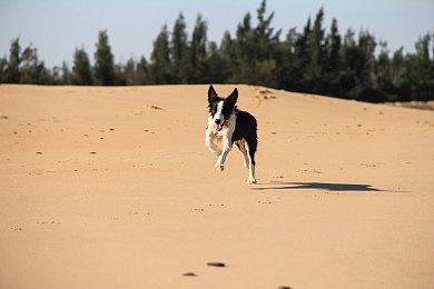 《火箭联盟》&《堡垒之夜》联动特斯拉Cybertruck